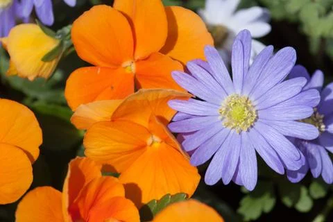 Spring flowers Stock Photos