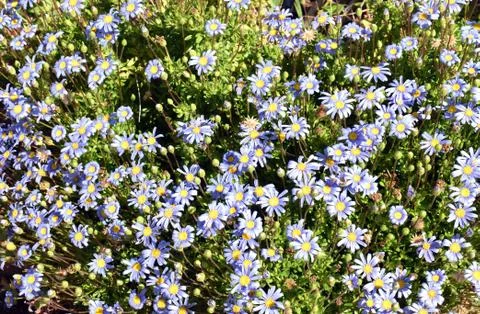 Spring flowers Stock Photos