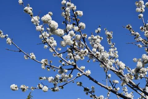 Spring flowers Stock Photos