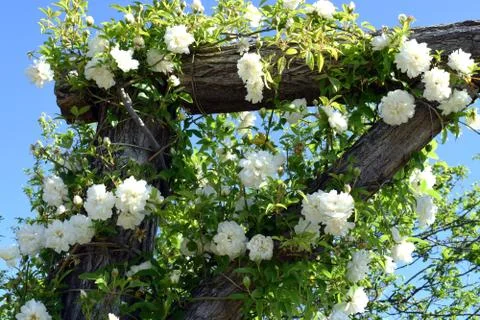 Spring flowers Stock Photos