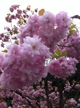 Spring flowers Stock Photos