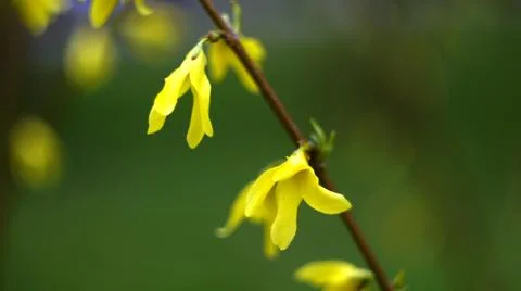 Spring flowers. Stock Photos