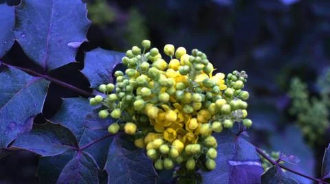 Spring flowers. Stock Photos