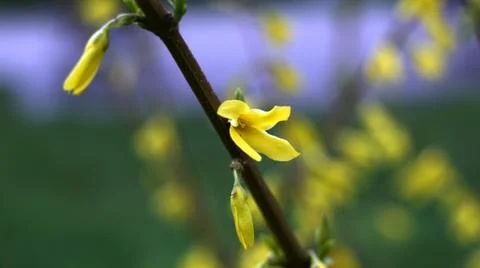 Spring flowers. Stock Photos