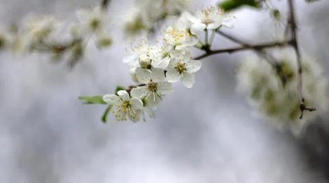 Spring flowers. Stock Photos