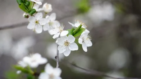 Spring flowers. Stock Photos
