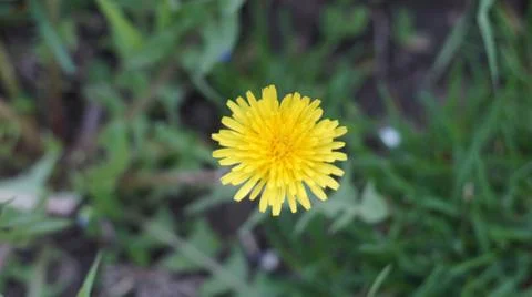 Spring flowers. Stock Photos