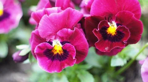 Spring flowers. Stock Photos