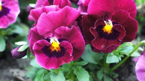 Spring flowers. Stock Photos