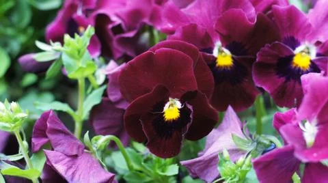 Spring flowers. Stock Photos