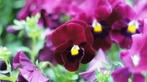 Spring flowers. Stock Photos