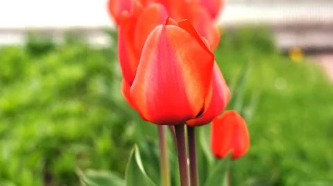 Spring flowers. Stock Photos