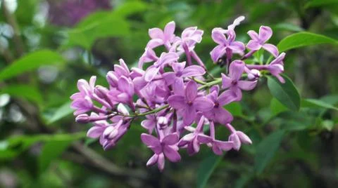 Spring flowers. Stock Photos