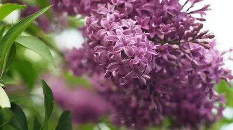 Spring flowers. Stock Photos