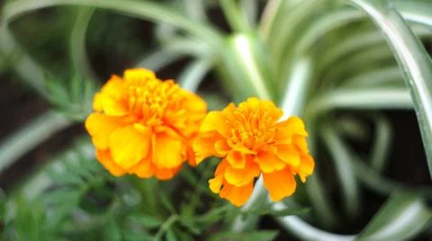 Spring flowers. Stock Photos