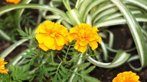 Spring flowers. Stock Photos