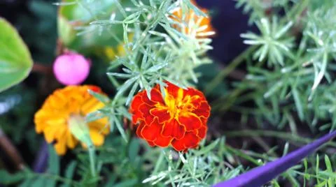 Spring flowers. Stock Photos