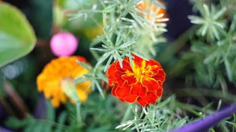 Spring flowers. Stock Photos