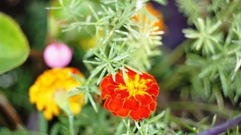 Spring flowers. Stock Photos