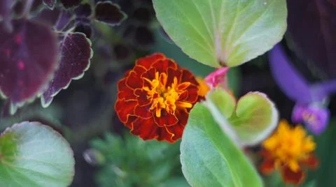 Spring flowers. Stock Photos