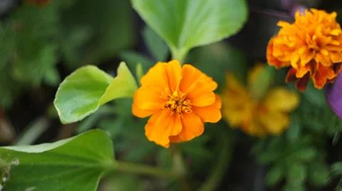 Spring flowers. Stock Photos