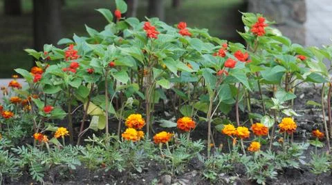 Spring flowers. Stock Photos
