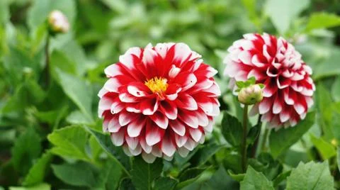 Spring flowers. Stock Photos