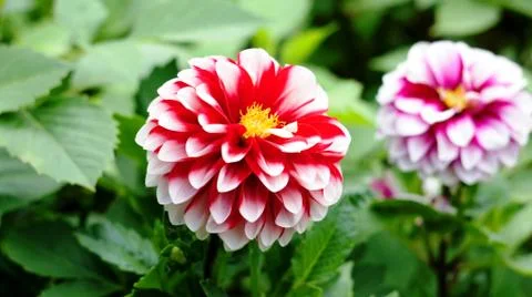 Spring flowers. Stock Photos