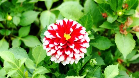 Spring flowers. Stock Photos