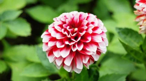 Spring flowers. Stock Photos