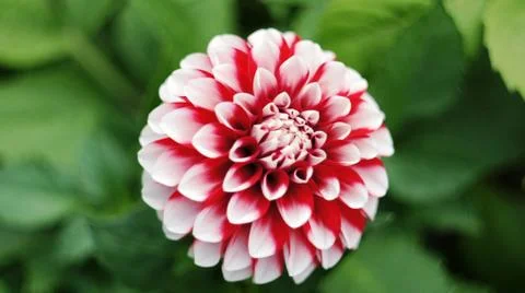 Spring flowers. Stock Photos