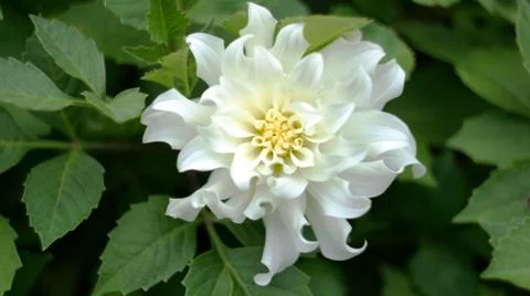 Spring flowers. Stock Photos