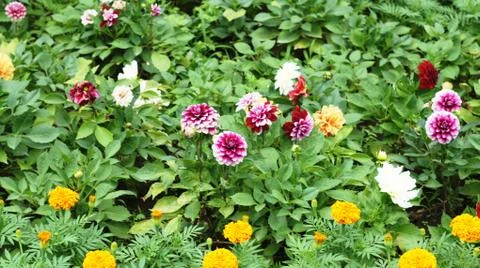 Spring flowers. Stock Photos