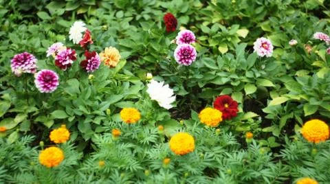 Spring flowers. Stock Photos