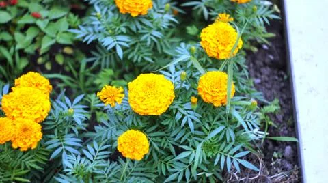 Spring flowers. Stock Photos