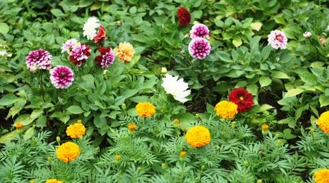 Spring flowers. Stock Photos