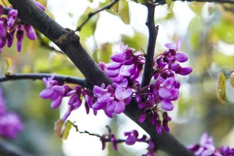 Spring flowers Stock Photos