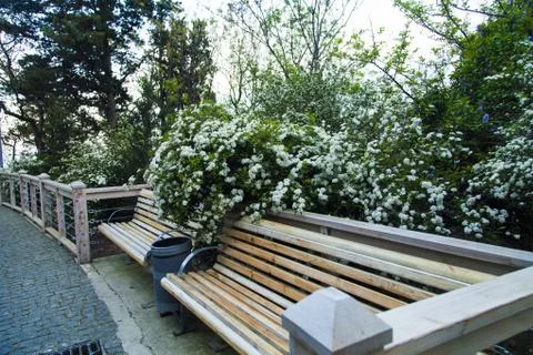 Spring flowers Stock Photos