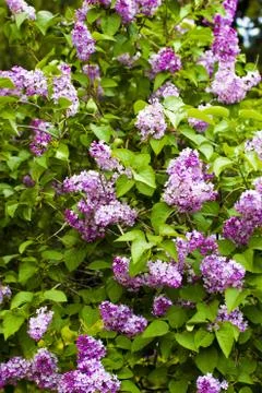 Spring flowers Stock Photos