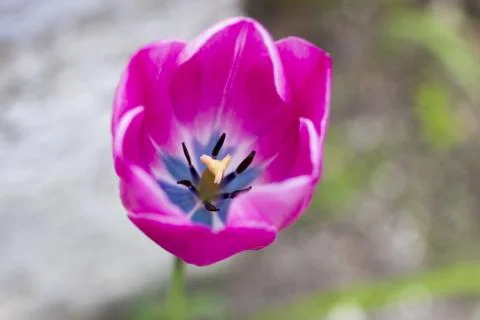 Spring flowers Stock Photos