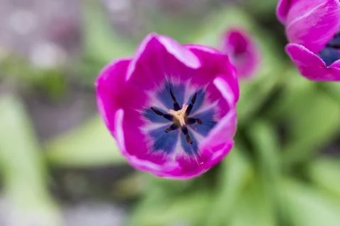 Spring flowers Stock Photos