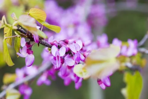 Spring flowers Stock Photos