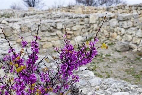 Spring flowers Stock Photos