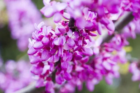 Spring flowers Stock Photos