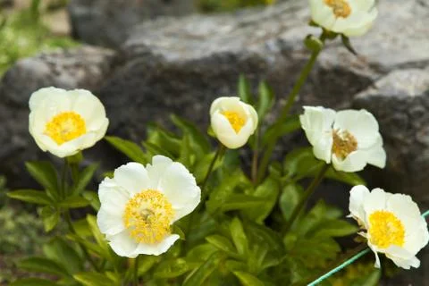 Spring flowers Stock Photos