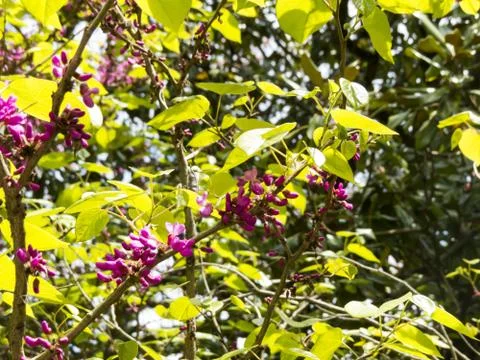 Spring flowers Stock Photos