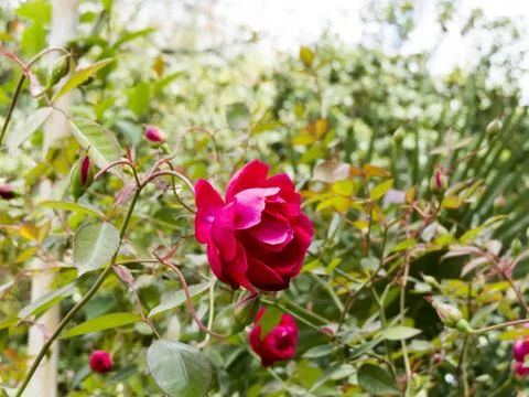 Spring flowers Stock Photos