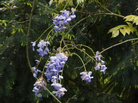 Spring flowers Stock Photos