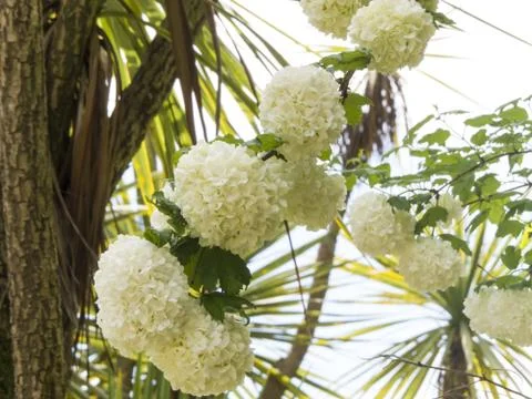 Spring flowers Stock Photos