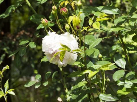 Spring flowers Stock Photos